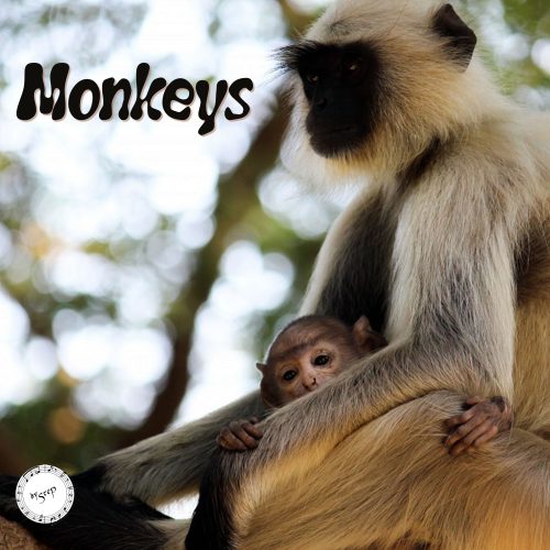 MONKEYS
